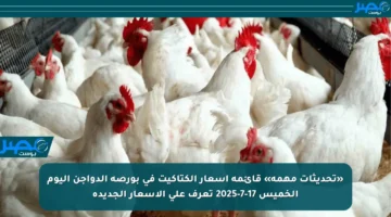 «تحديثات مهمة» قائمة أسعار الكتاكيت في بورصة الدواجن اليوم الخميس 17-7-2025 تعرف على الأسعار الجديدة